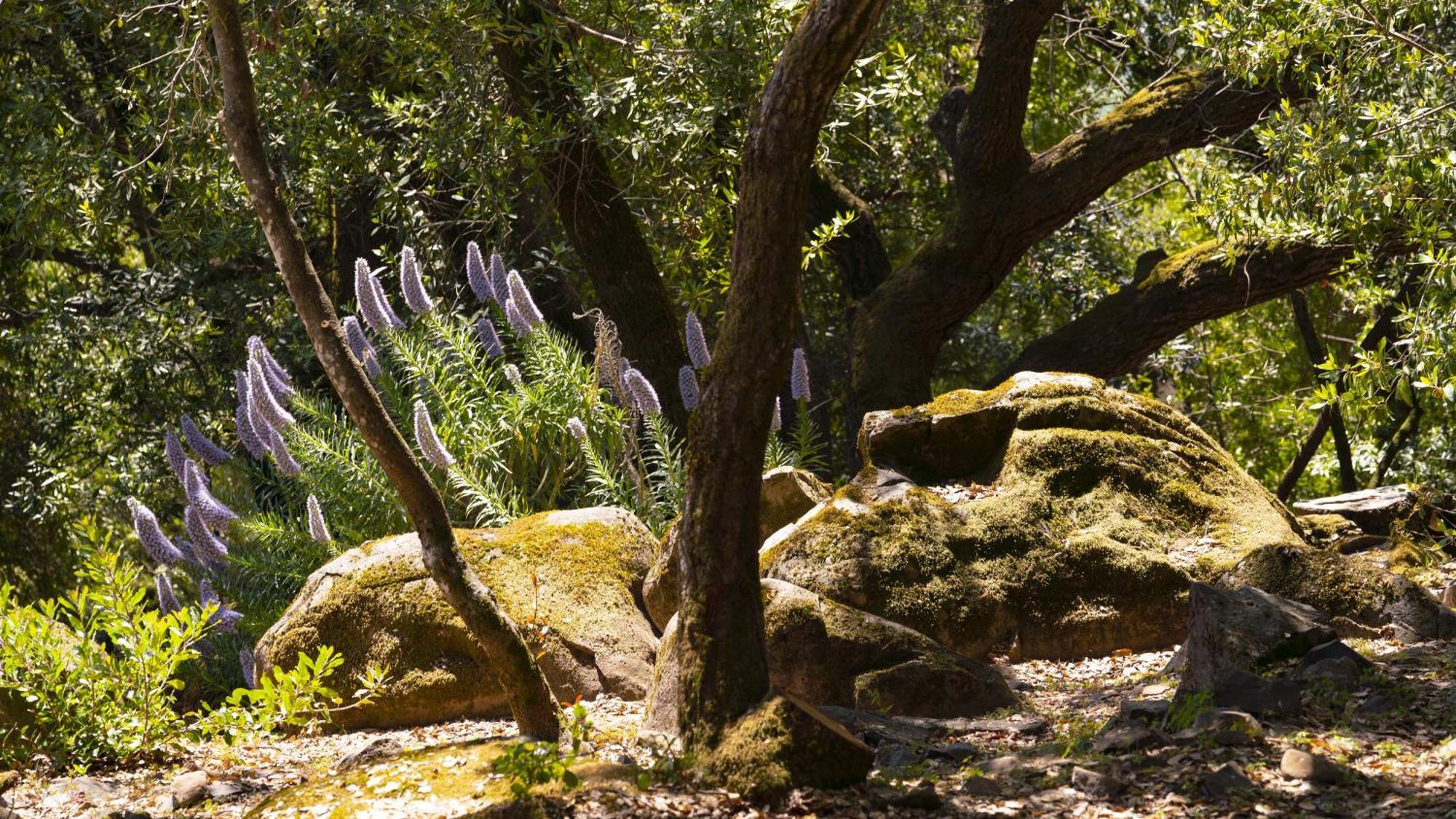 Inn Wine Country - Summers House Sonoma Exterior foto